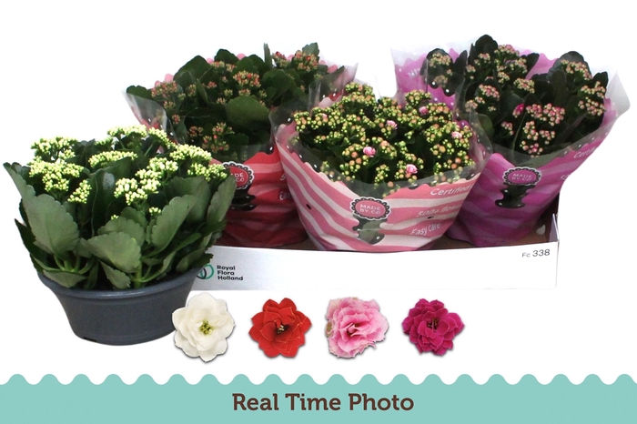 <h4>KAL GE GEM 4 KL</h4>