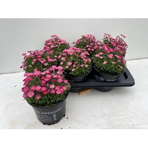 SAXIF AR TOUR DP RED