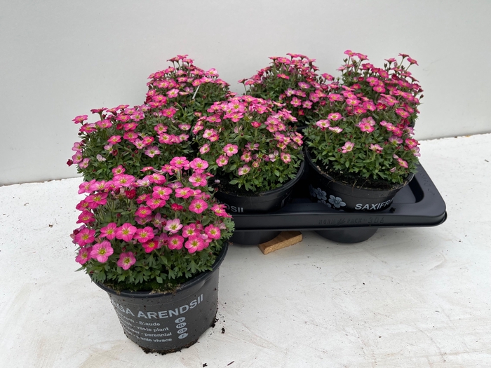 <h4>SAXIF AR TOUR DP RED</h4>