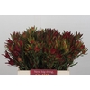 Leucadendron Blush Spray