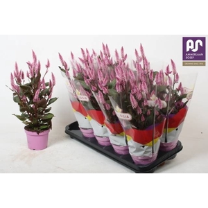 CEL MERIDA PINK