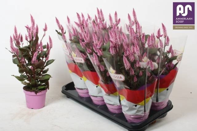 <h4>CEL MERIDA PINK</h4>