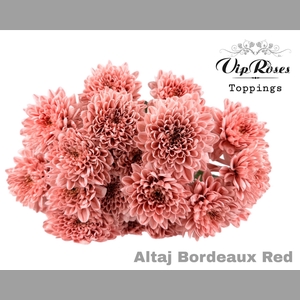 CHR T ALTAJ BORDEAUX RED