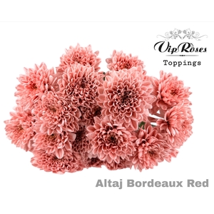Chr T Altaj Bordeaux Red