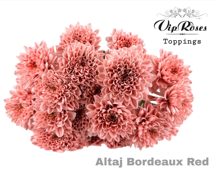 <h4>Chr T Altaj Bordeaux Red</h4>