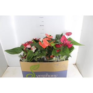 ANTHURIUM VARIADO P15