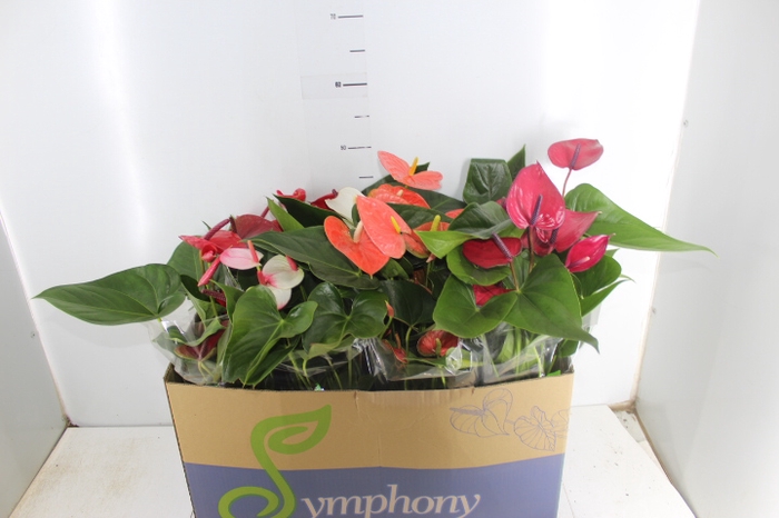 ANTHURIUM VARIADO P15