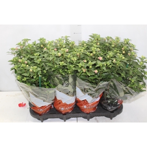 BRINCO DE PRINCESA P15