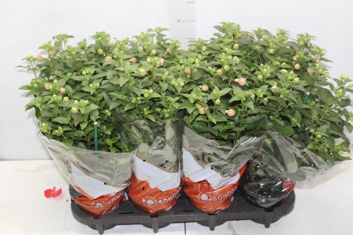 <h4>BRINCO DE PRINCESA P15</h4>