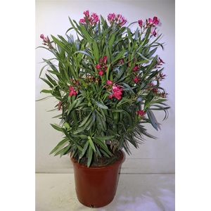 arr8 Neri Oleander Struik Red Xxl