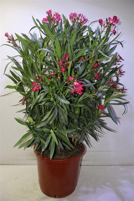 <h4>Neri Oleander Struik Red Xxl</h4>