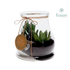 Glas Druppel met Succulenten