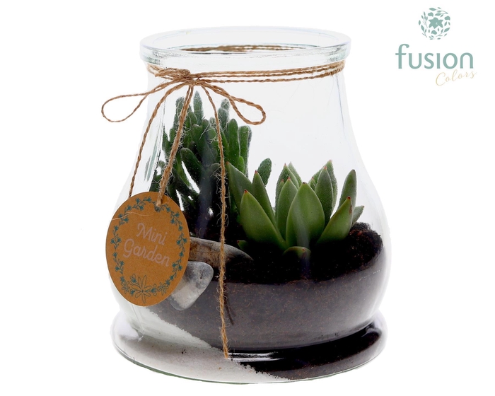 <h4>Glas Druppel met Succulenten</h4>