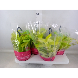 Epipremnum pinn. 'Golden Pothos' HG