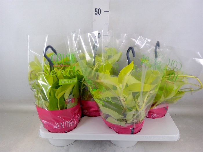 <h4>Epipremnum pinn. 'Golden Pothos' HG</h4>