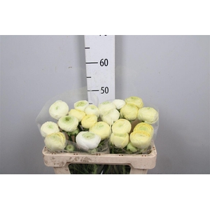 Ran As Elegance Creme