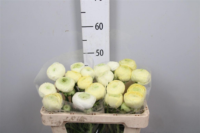 <h4>Ran As Elegance Creme</h4>