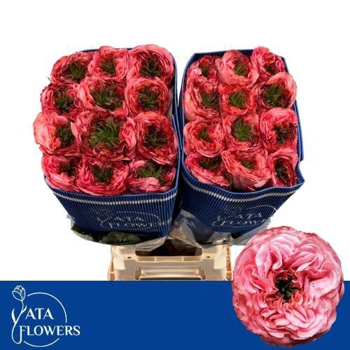 <h4>R GR MANDARIN XPRESS</h4>