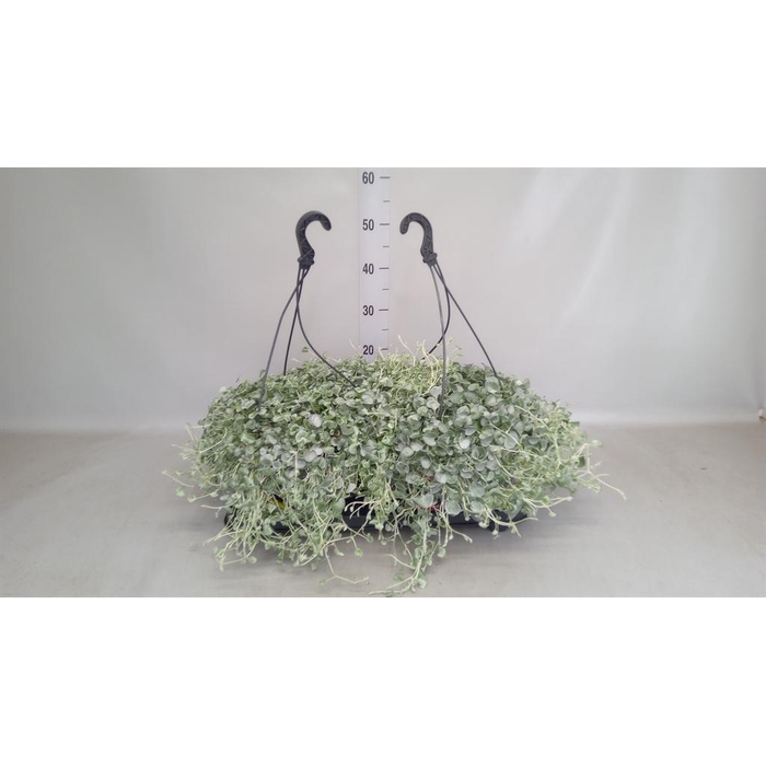 <h4>Dichondra argentea 'Silver Falls'</h4>