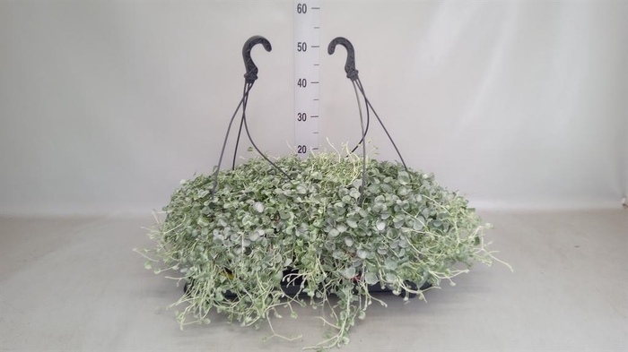 <h4>Dichondra argentea 'Silver Falls'</h4>