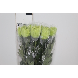ANASTASIA DARK GREEN 080 CM VERDE