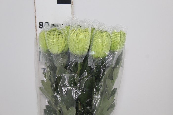ANASTASIA DARK GREEN 080 CM VERDE