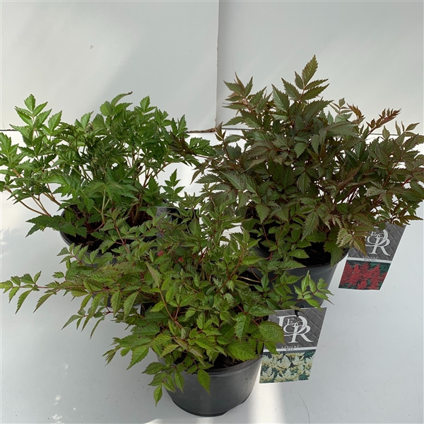 <h4>Astilbe mix</h4>