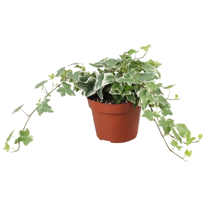 <h4>Hedera helix Ingelise</h4>
