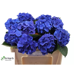 HYDR M ROY CROWN BL