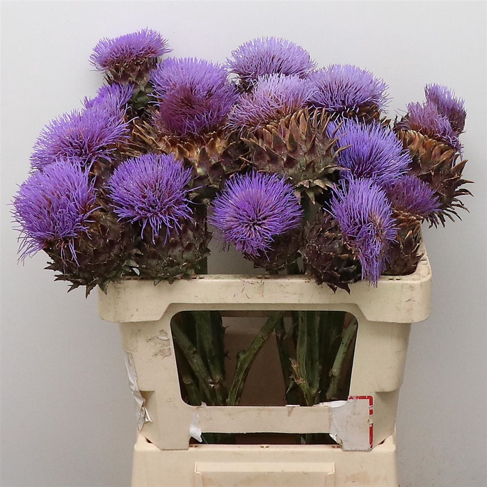 <h4>Cynara Scolymus X L Bloei</h4>