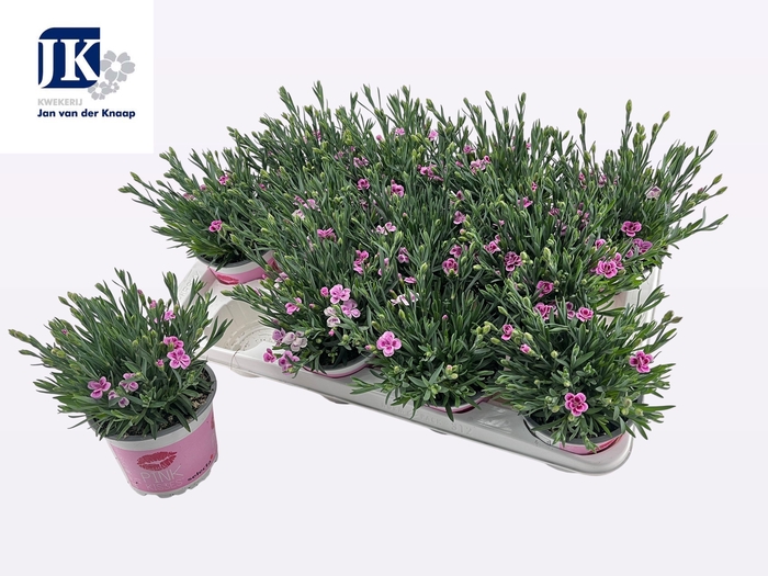 <h4>DIAN DI PINK KISSES</h4>