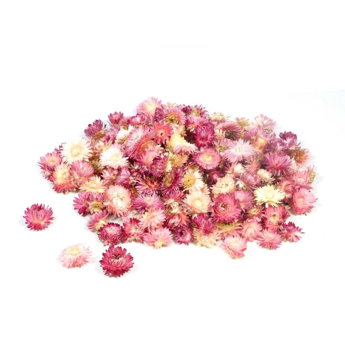 <h4>Helichrysum Heads Kg Natural Pink</h4>