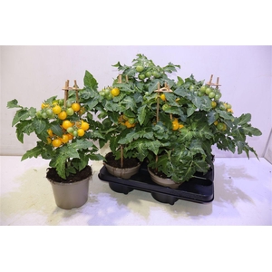 Tomatenplanten