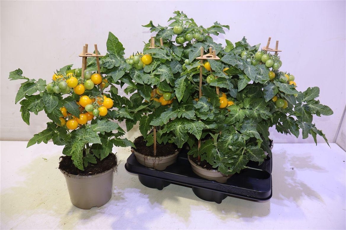 <h4>Tomatenplanten</h4>