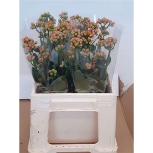 Kal Bri Orang Meadow