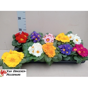 PRIM ACAULIS GEMENGD