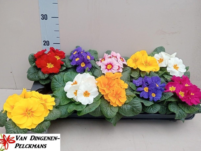 <h4>PRIM ACAULIS GEMENGD</h4>