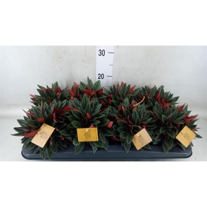 Peperomia caperata 'Rosso'