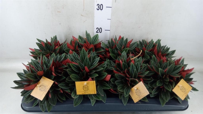 <h4>Peperomia caperata 'Rosso'</h4>