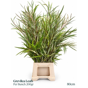 GREVI ASPLENIIFOLIA