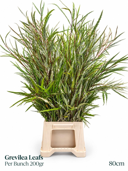 <h4>GREVI ASPLENIIFOLIA</h4>