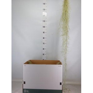 Tillandsia usneoides