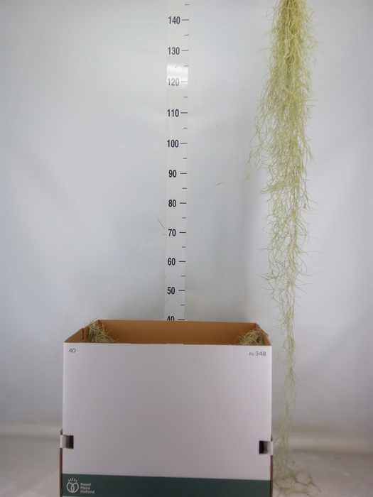 <h4>Tillandsia usneoides</h4>