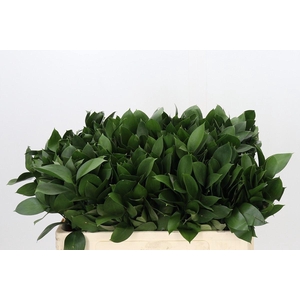 Ruscus aculeatus   ...groot blad