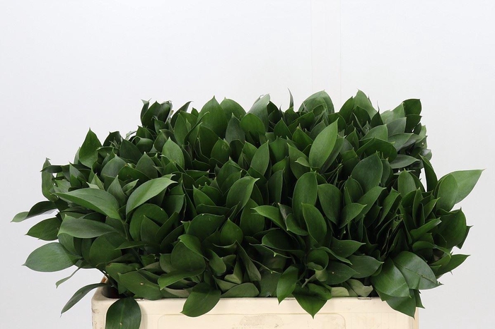 <h4>Ruscus aculeatus   ...groot blad</h4>