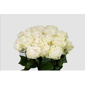 Rosa ec cotton xpression