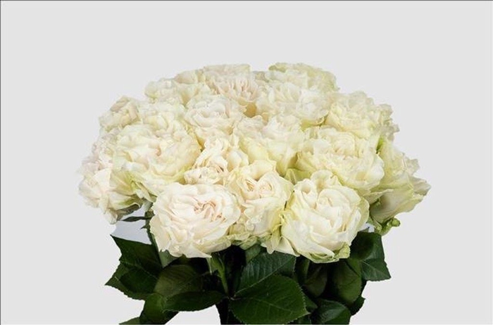 <h4>Rosa ec cotton xpression</h4>