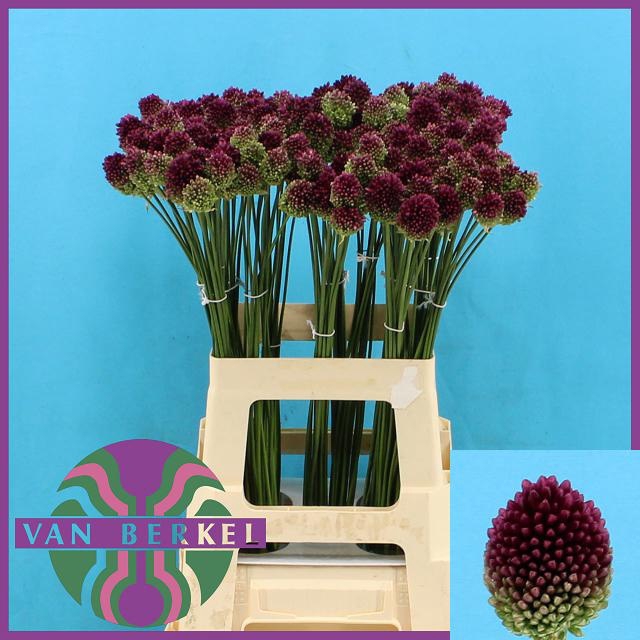 <h4>ALLIUM SPHAEROCEPHAL</h4>