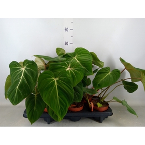 Philodendron gloriosum
