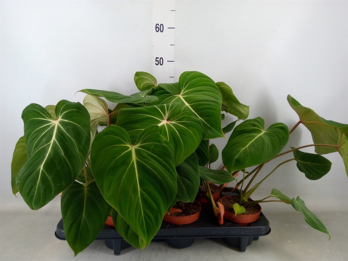 <h4>Philodendron gloriosum</h4>